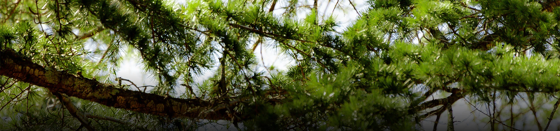a close up of a tree