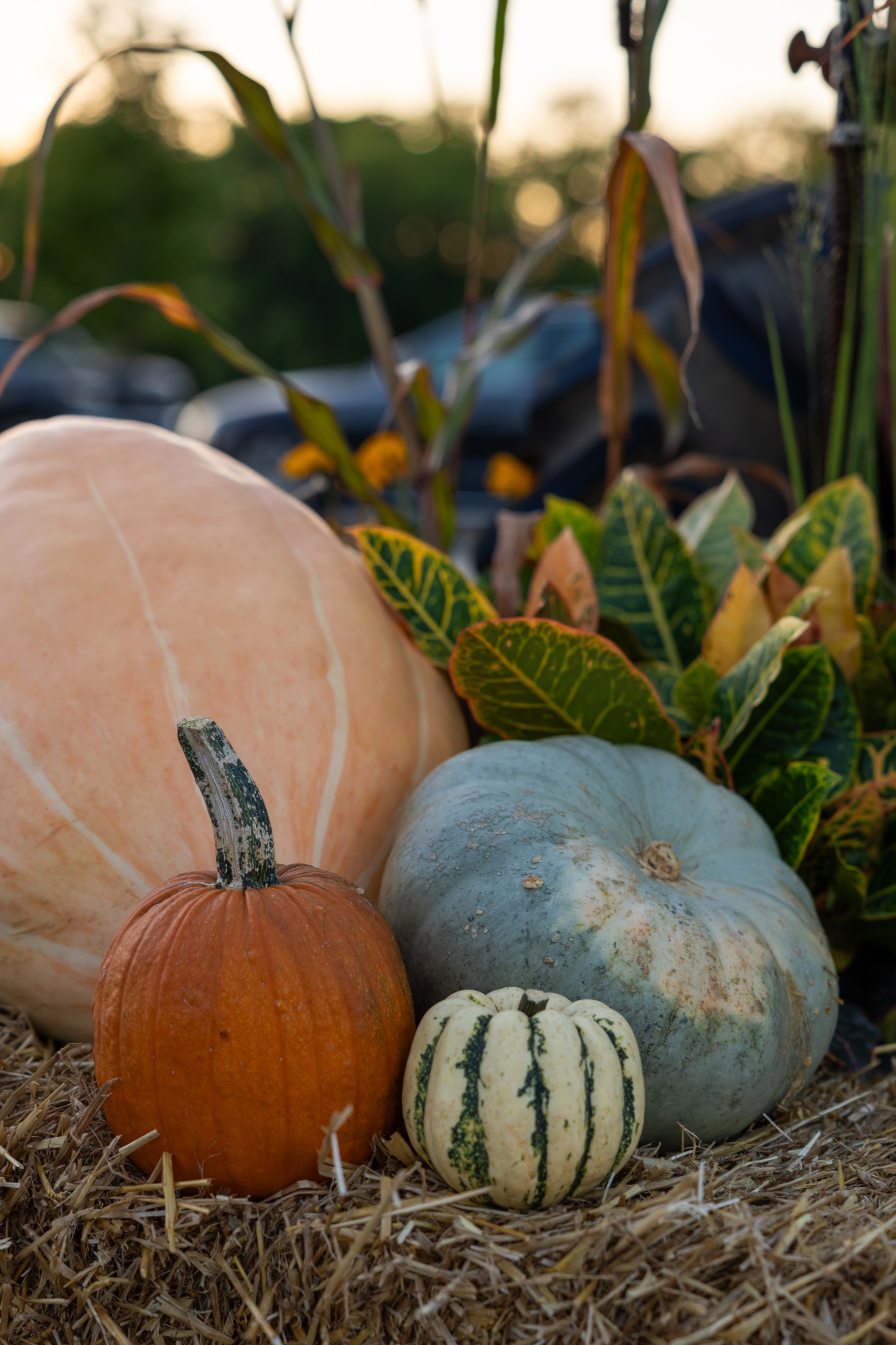 a group of pumpkins and gourds