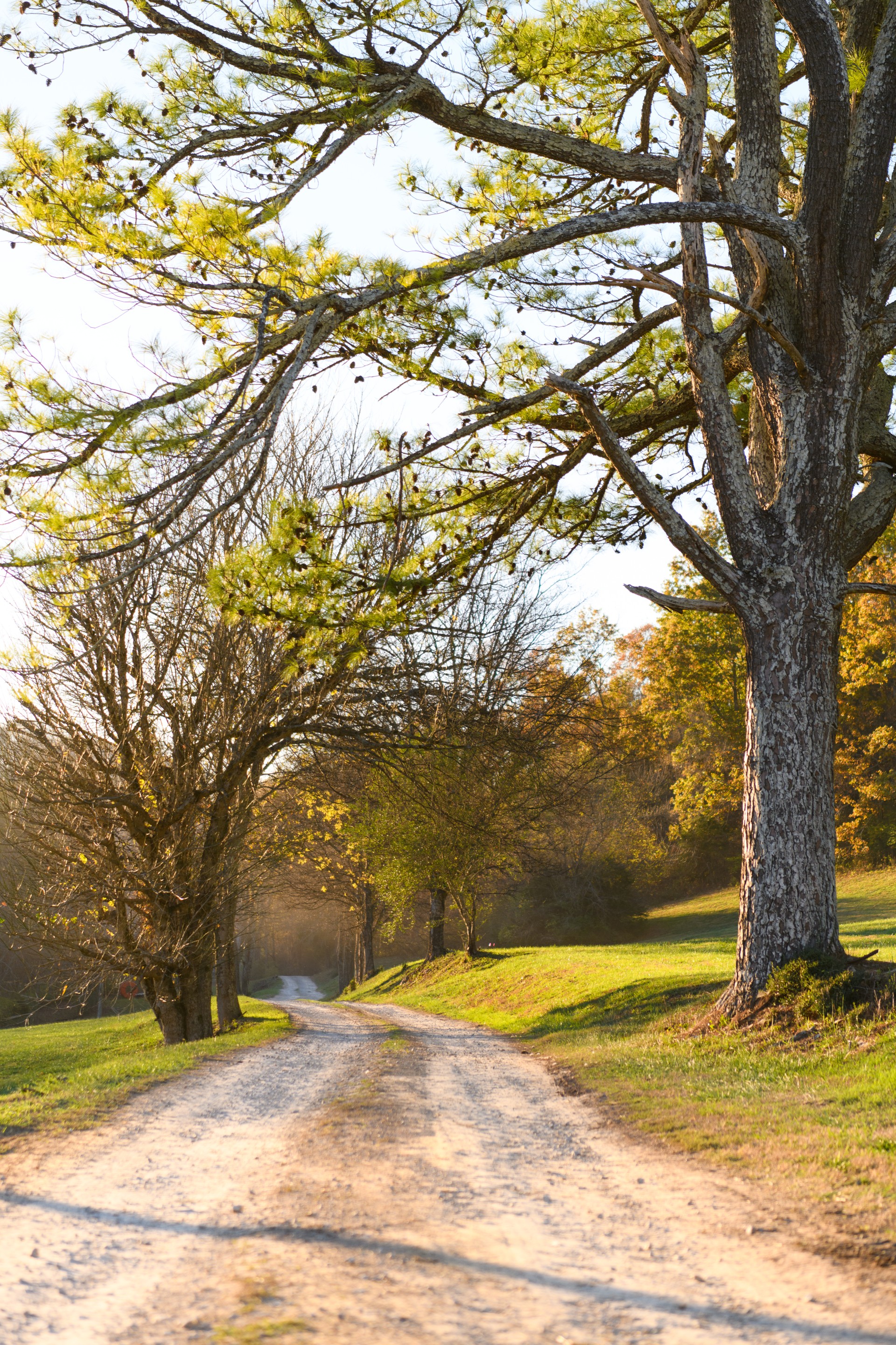 a dirt road with trees and grass