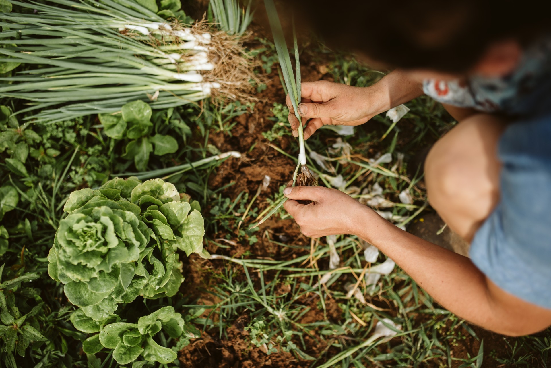 a person holding a onion in a garden