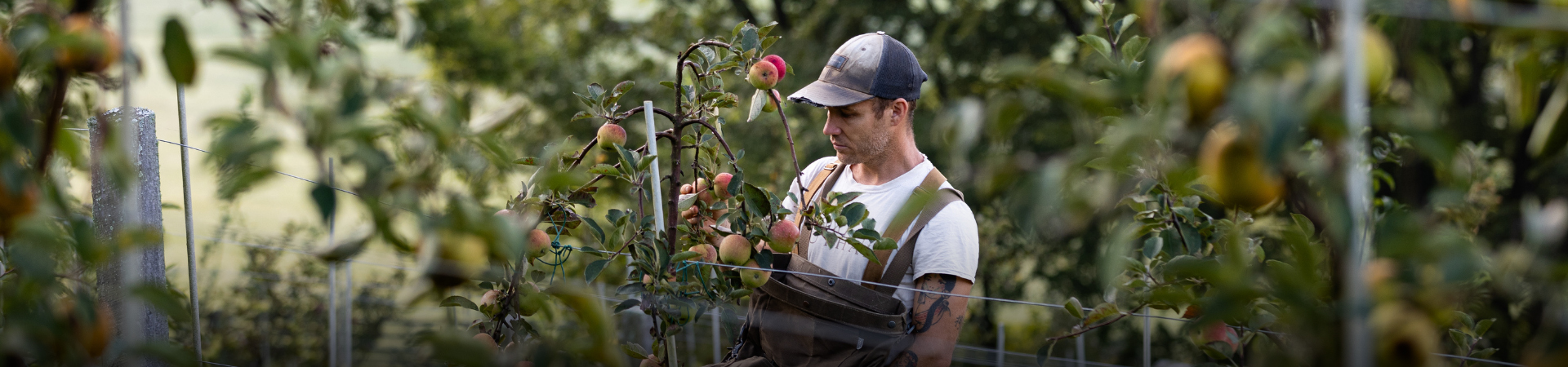 a man in a hat picking apples from a tree