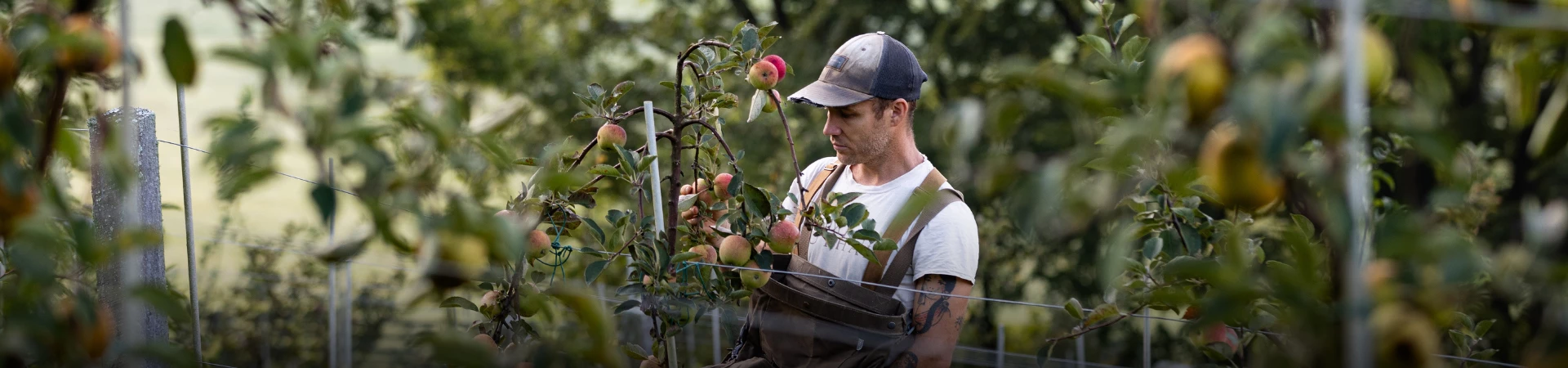 a man in a hat picking apples from a tree
