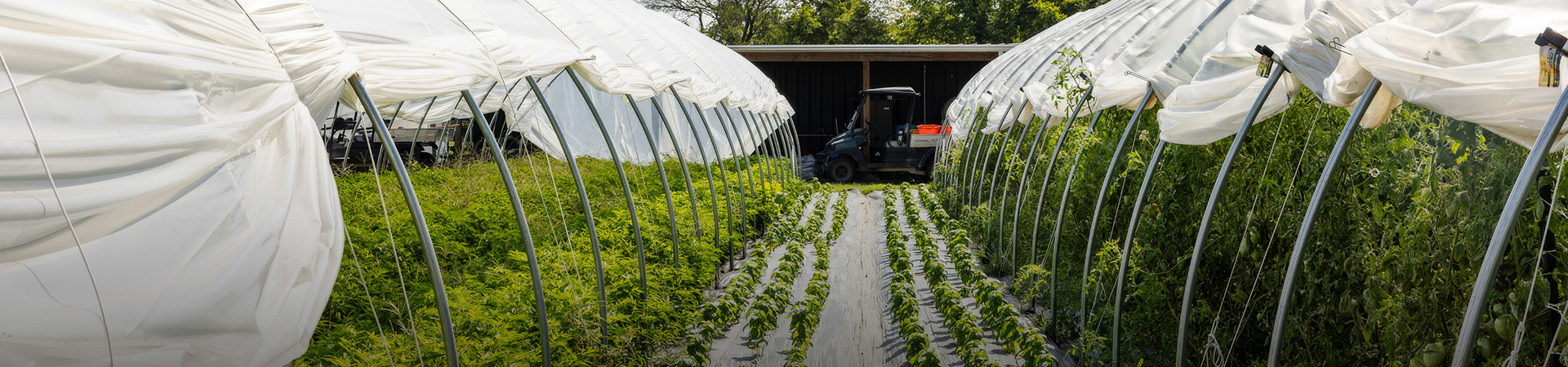 a tractor in a greenhouse