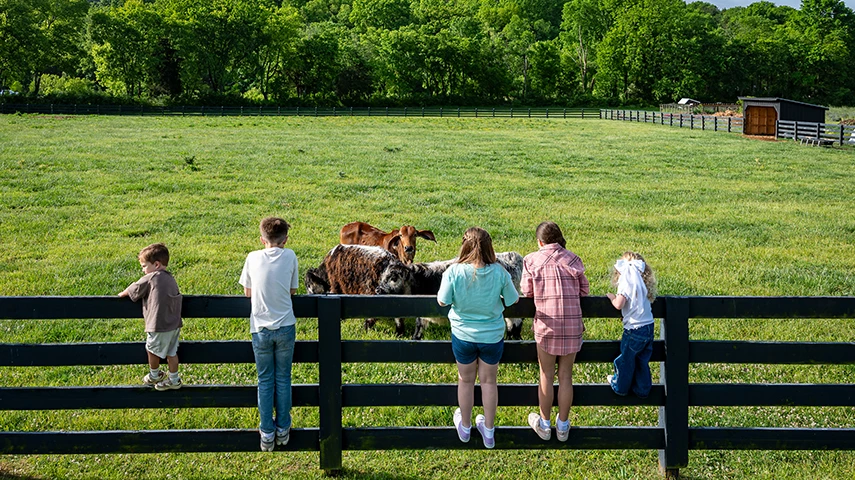 WHERE SUMMER SLOWS DOWN: A FAMILY ESCAPE TO SOUTHALL FARM & INN