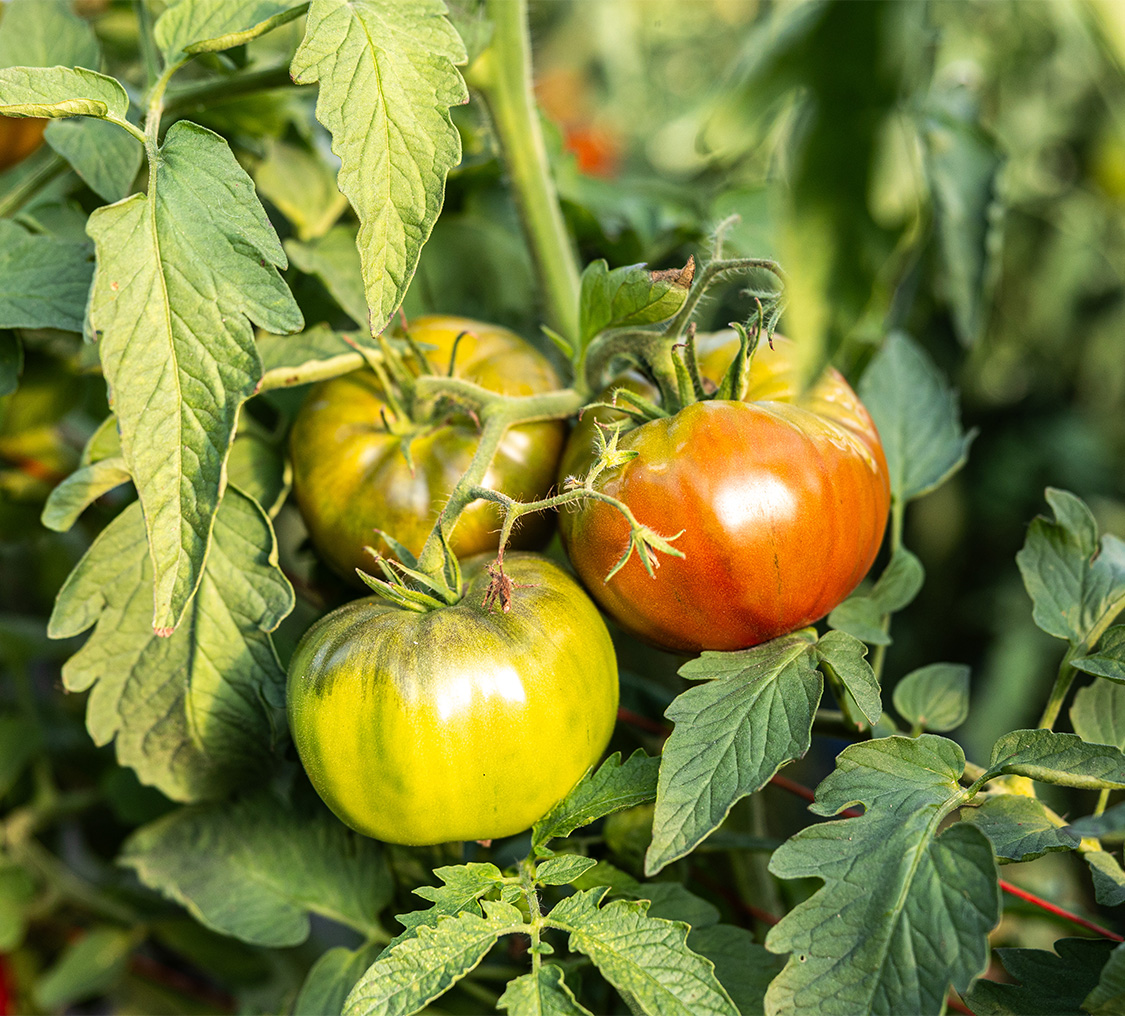 a group of tomatoes on a plant