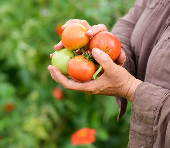 a person holding tomatoes in their hands