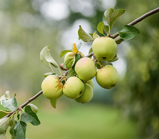 a branch of a tree with green apples
