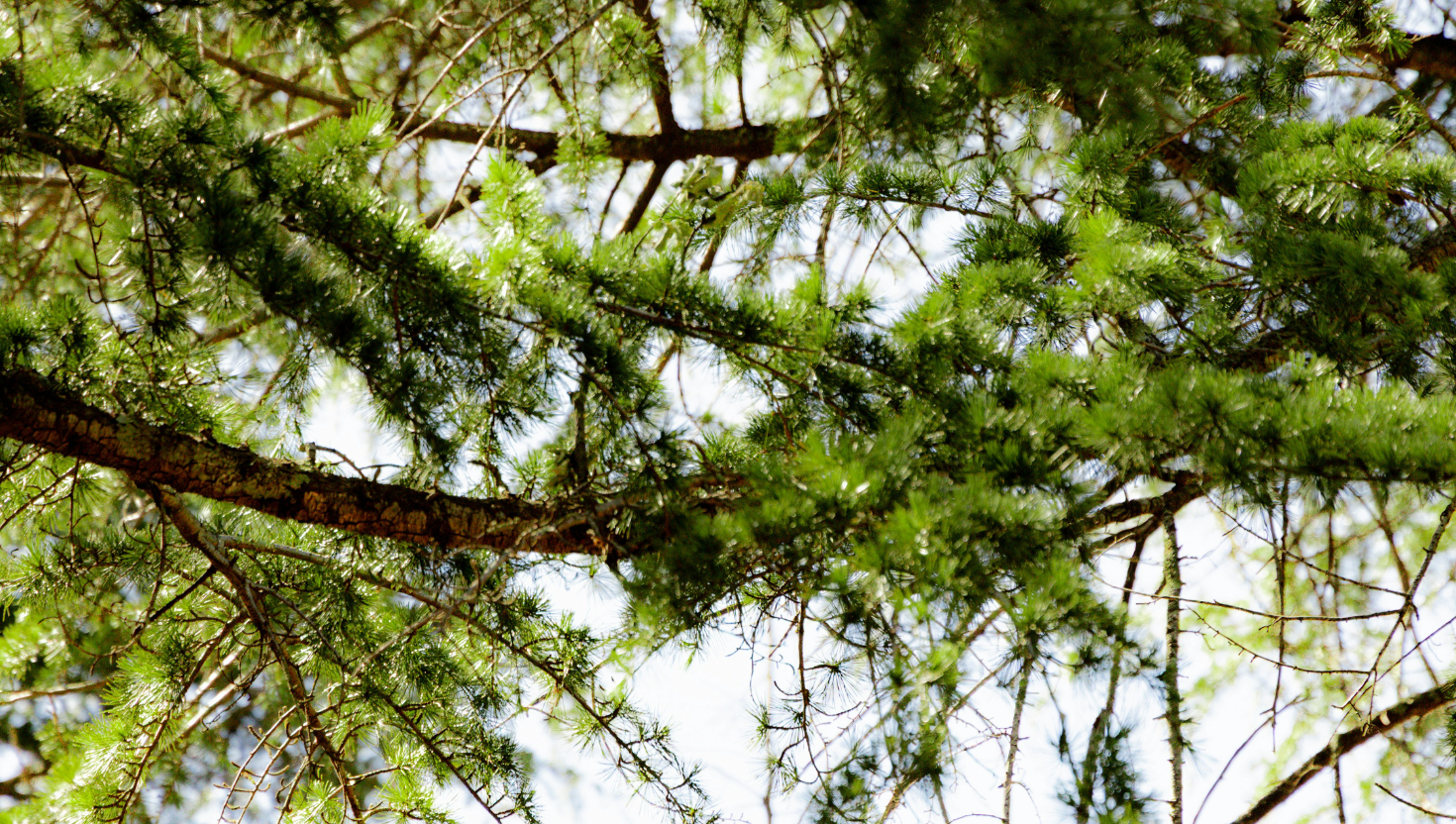 a close up of a tree