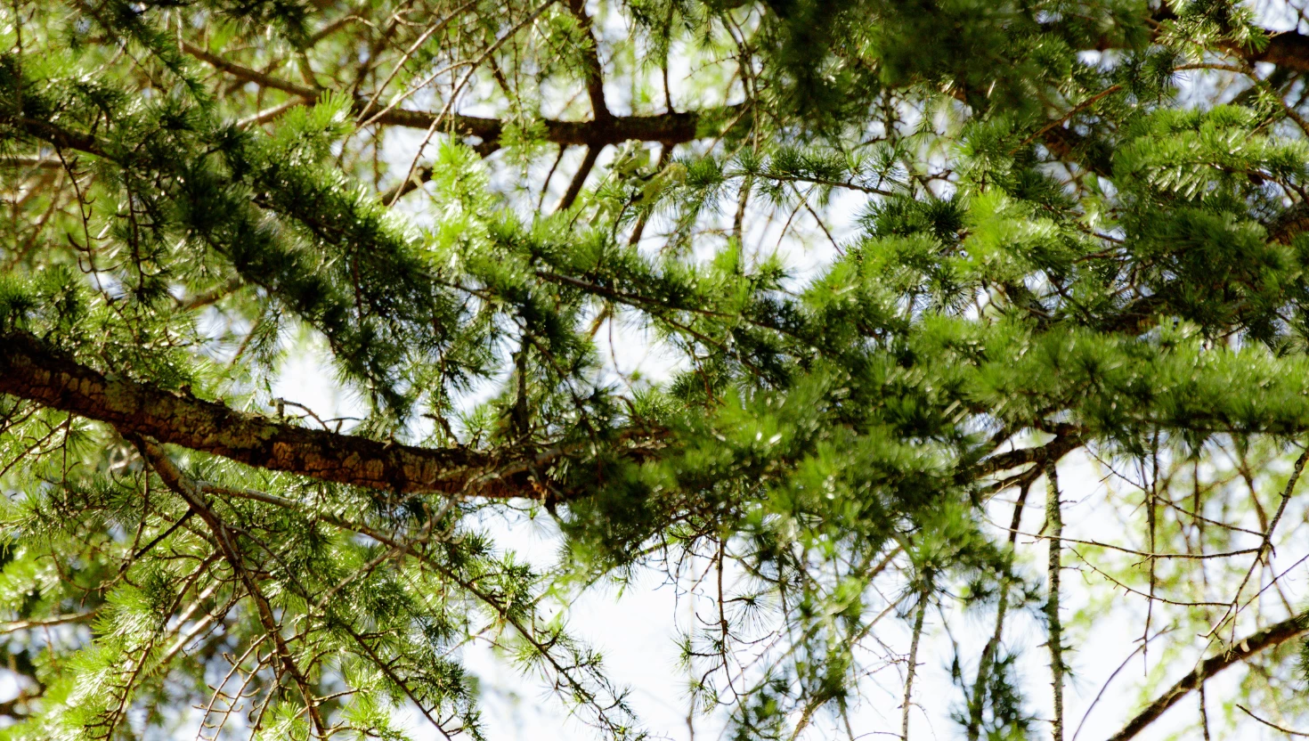 a close up of a tree