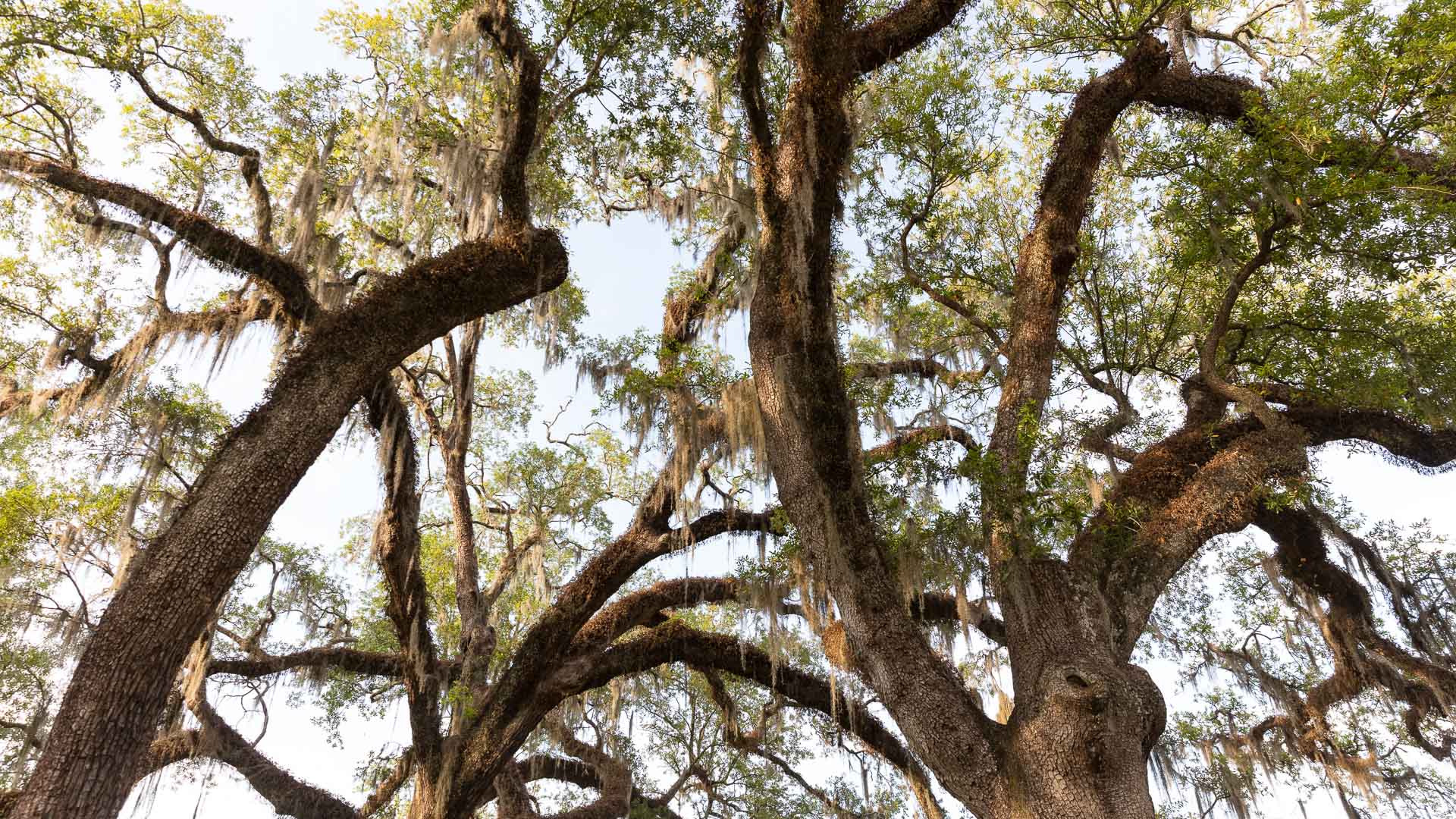 a tree with moss from it