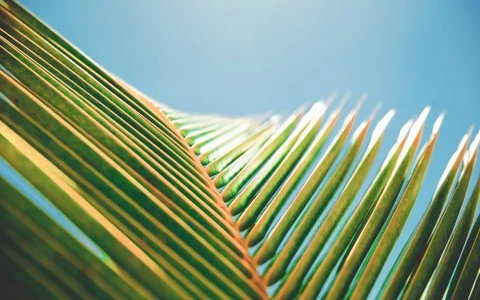 Close up shot of Palm Leaves