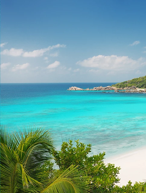 a beach with a great sea and green plants