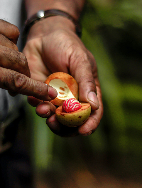 Close up of hand with a fruit