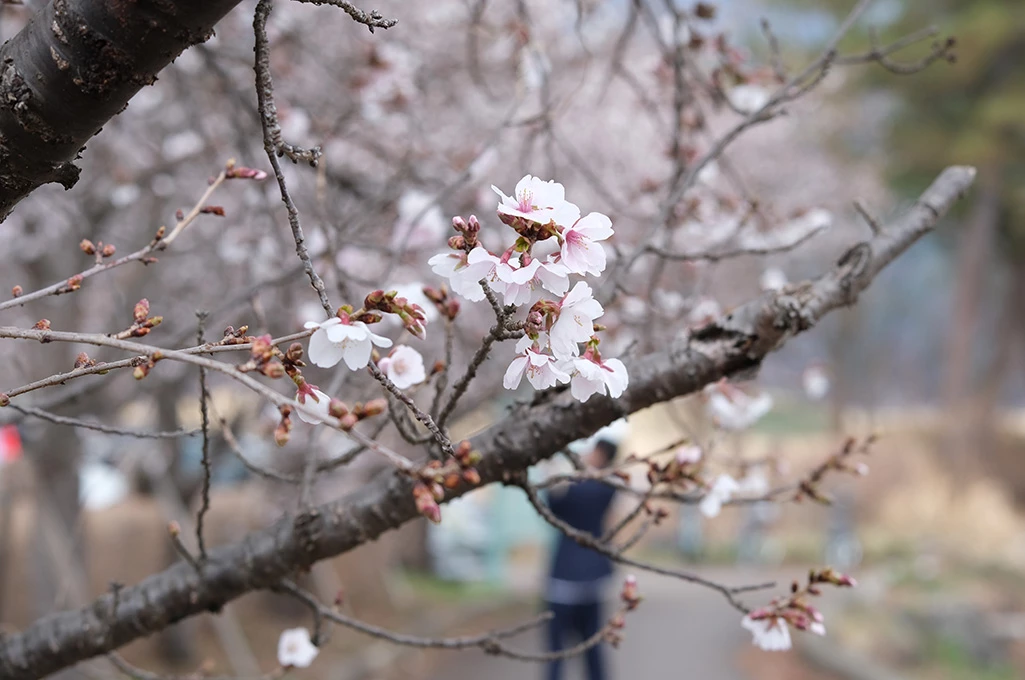 Discover the Stanford University Arboretum