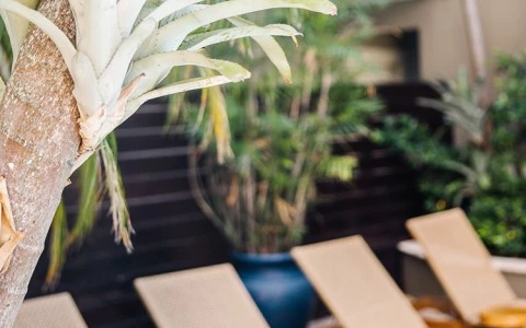 a group of chairs and a tree