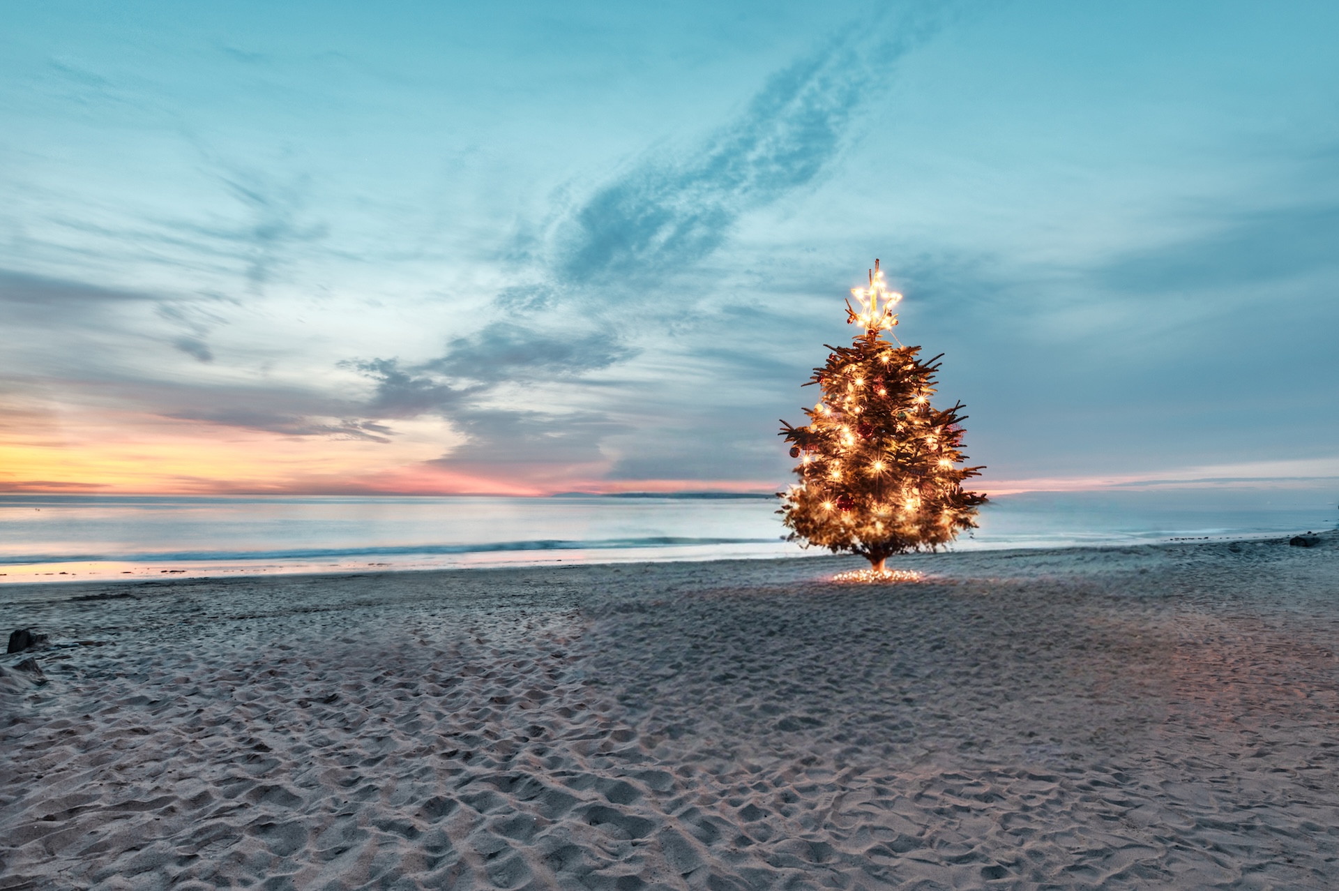 a tree on a beach