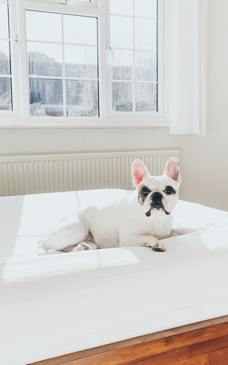 a dog lying on a bed