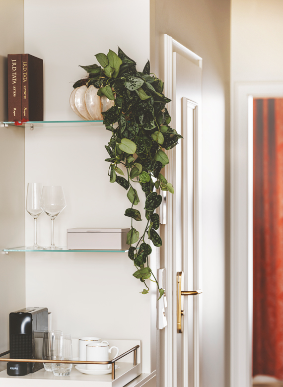 a plant on a shelf