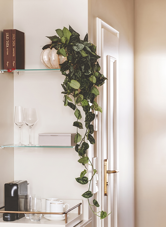 a plant on a shelf