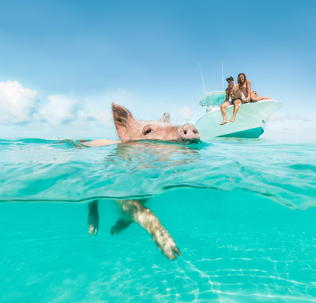 a pig swimming in the water with people on the back of it