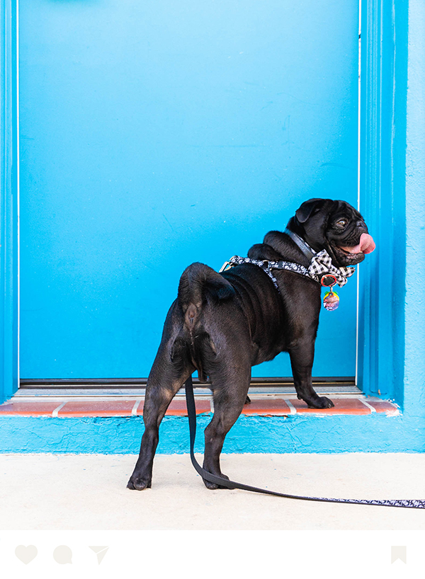 a black dog with a leash on its back