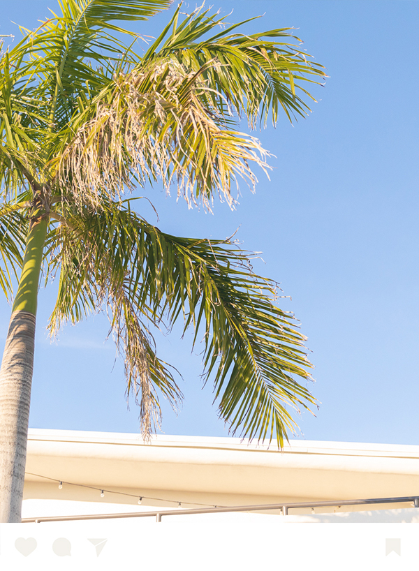 a palm tree against a blue sky