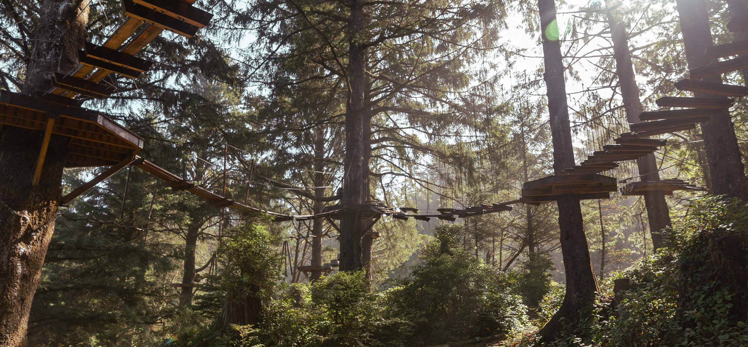 a rope bridge in a forest