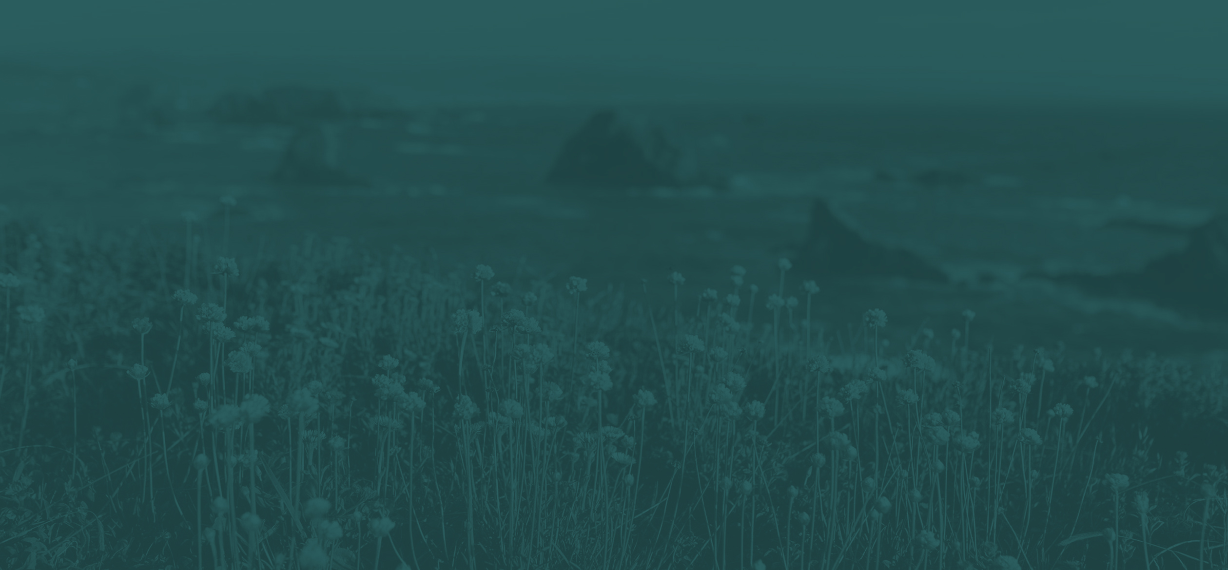 a field of flowers with a blurry background