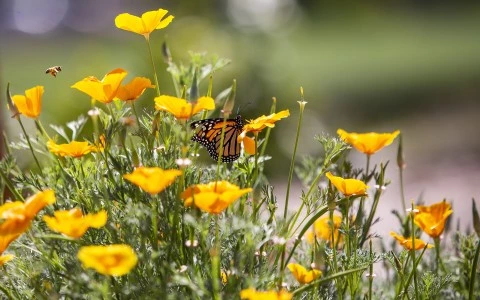 a butterfly on a flower