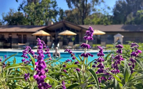 purple flowers in front of a pool