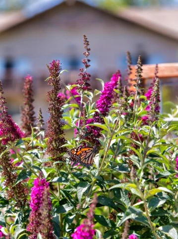 a butterfly on a plant