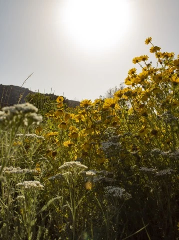 a field of yellow flowers