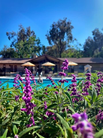 purple flowers next to a pool