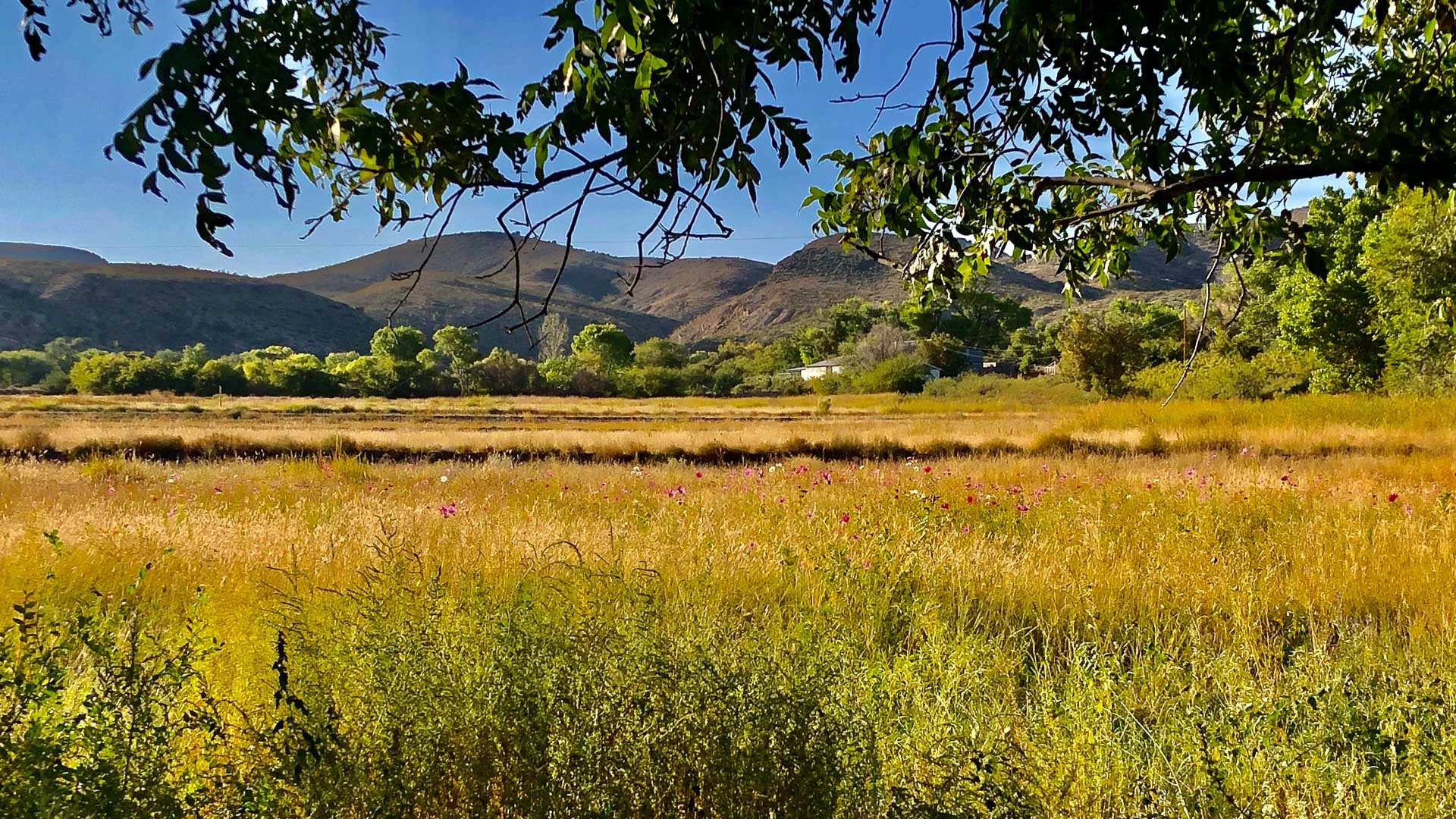a field of flowers and trees