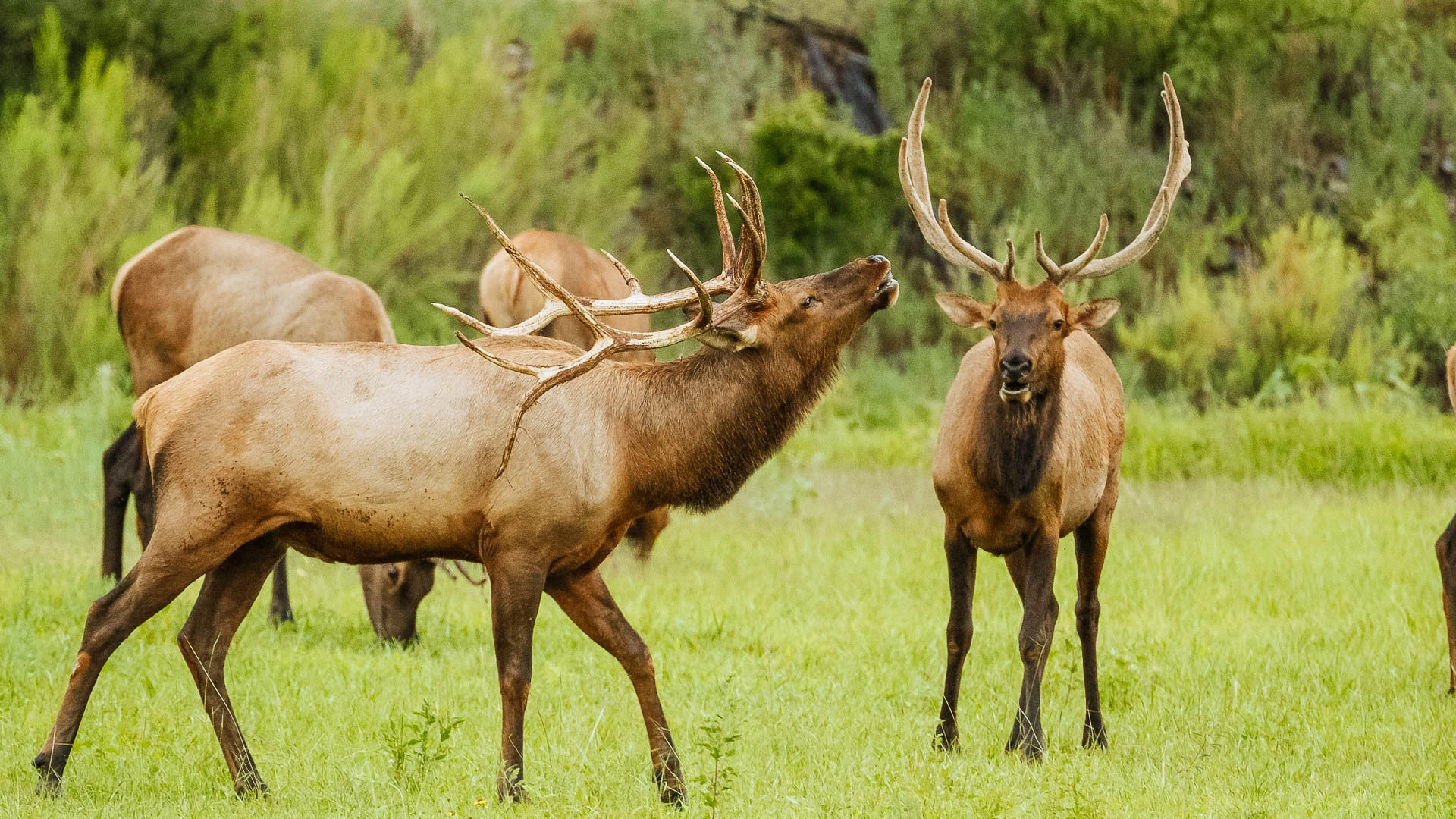 a group of elk with antlers standing in a field