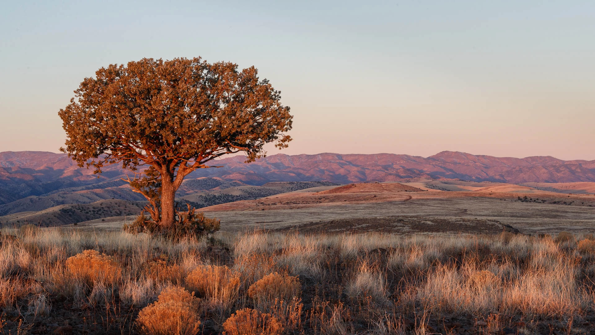 a tree in a field