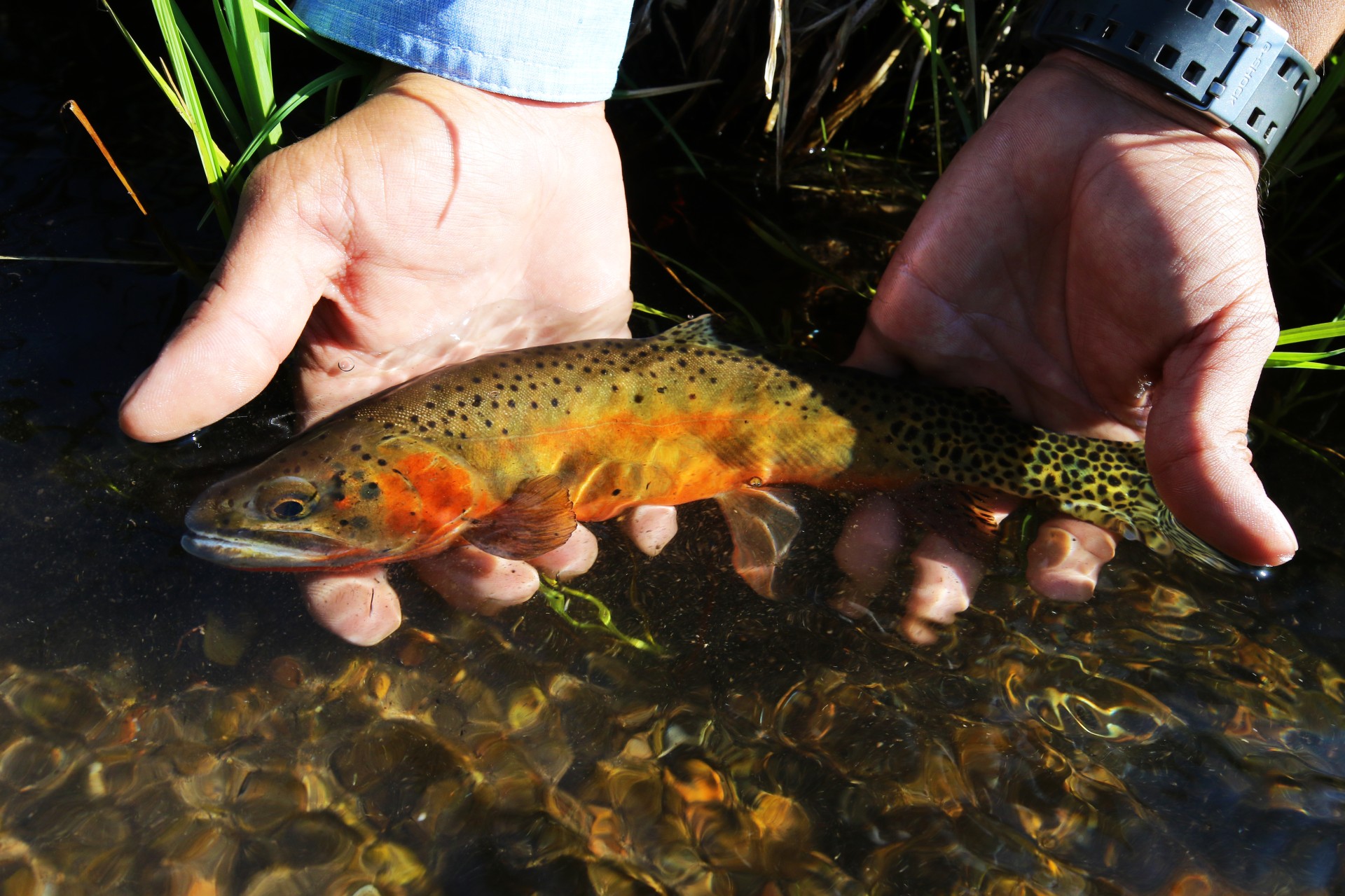 a person holding a fish