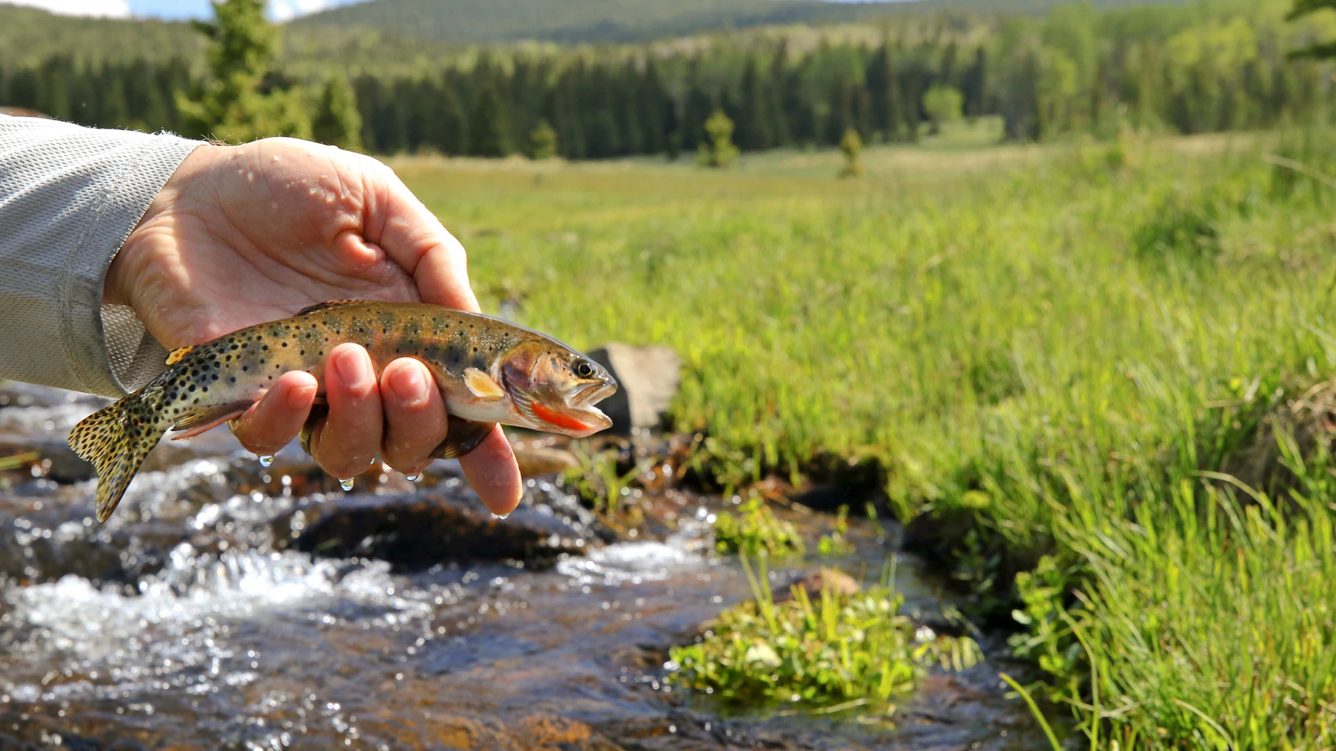 a hand holding a fish in front of a river