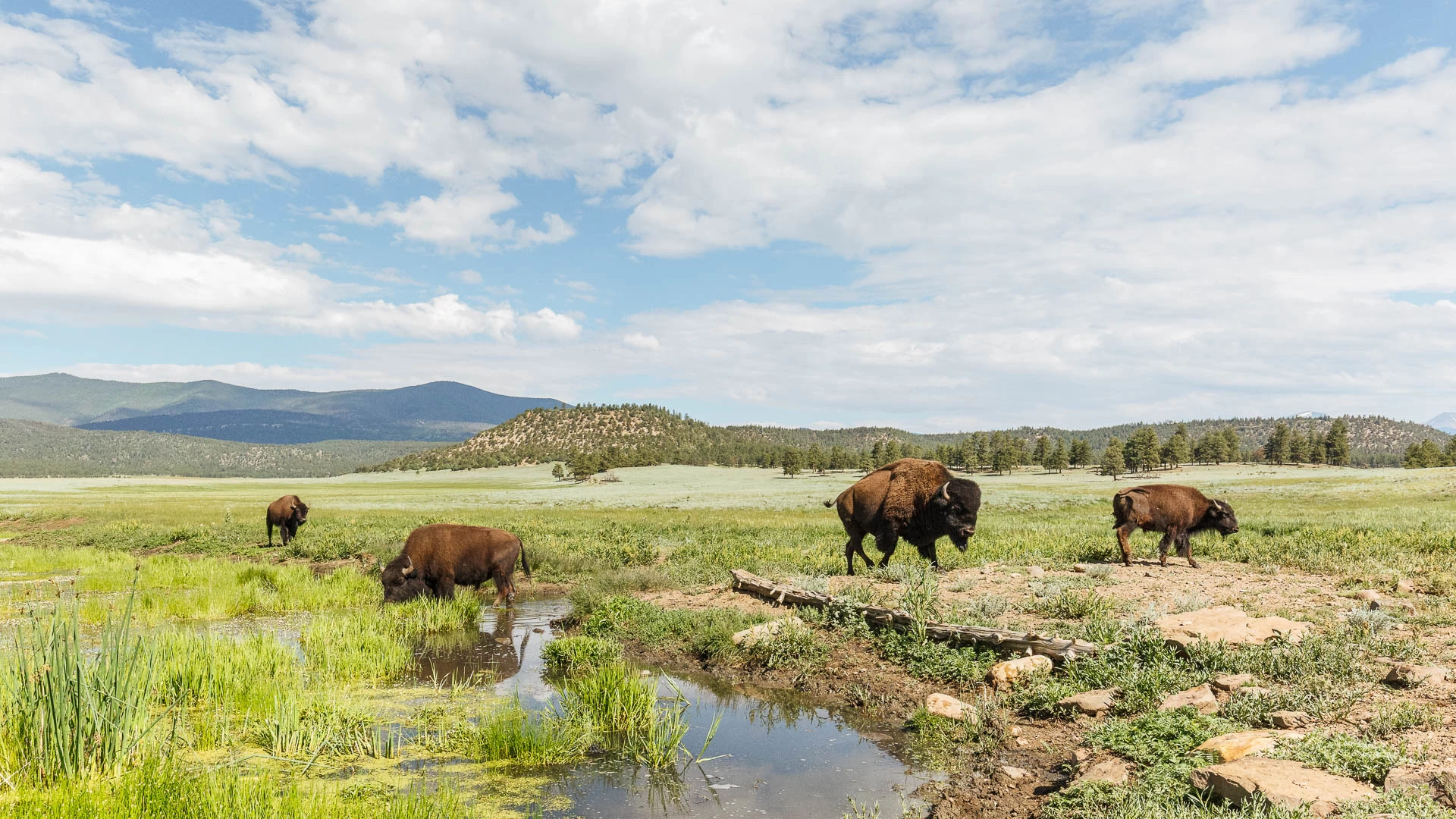a group of buffalo in a grassy field