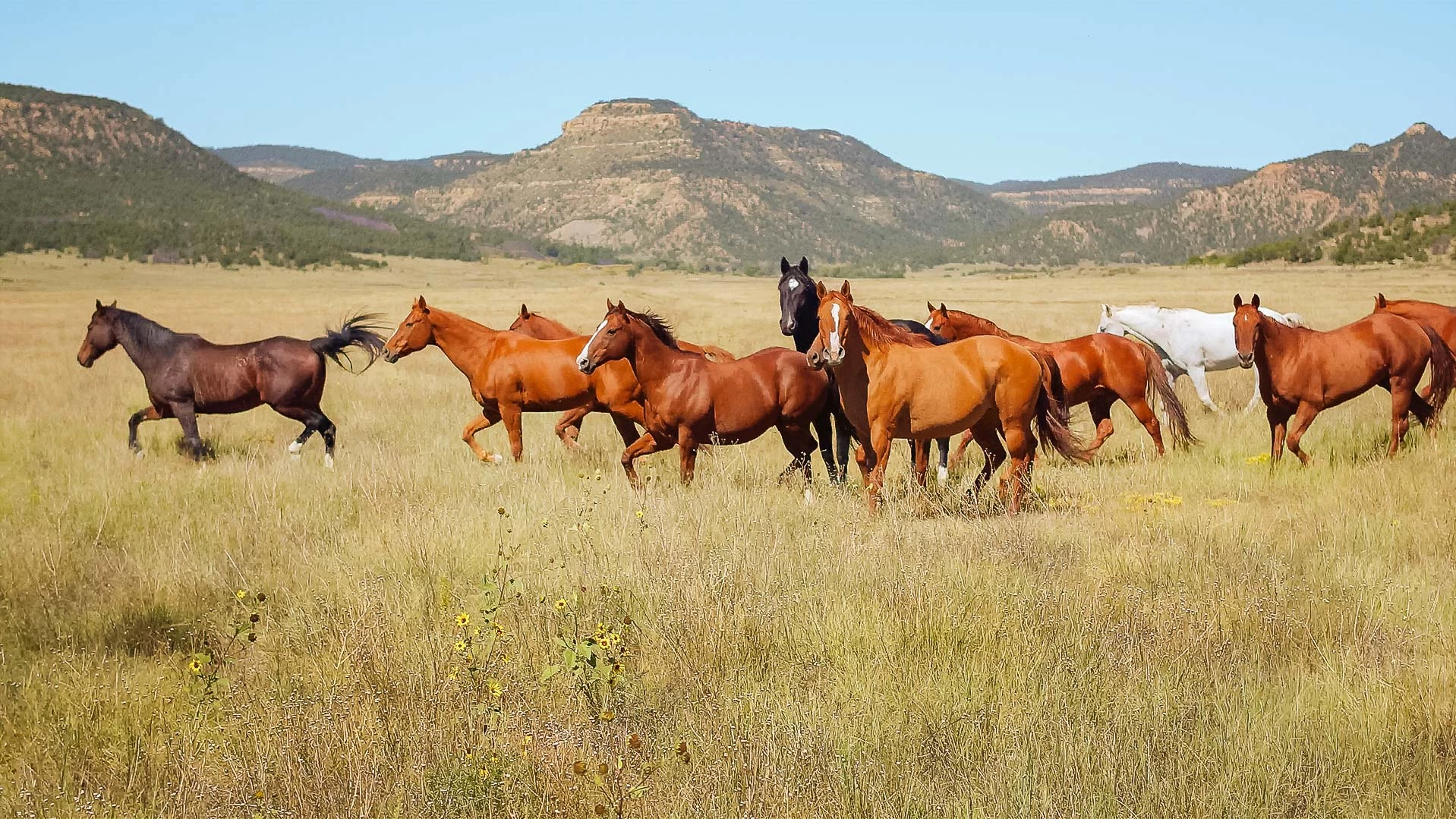 a group of horses running in a field