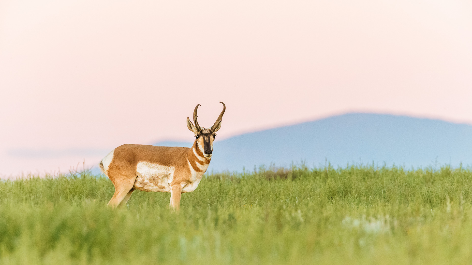 an animal standing in a field
