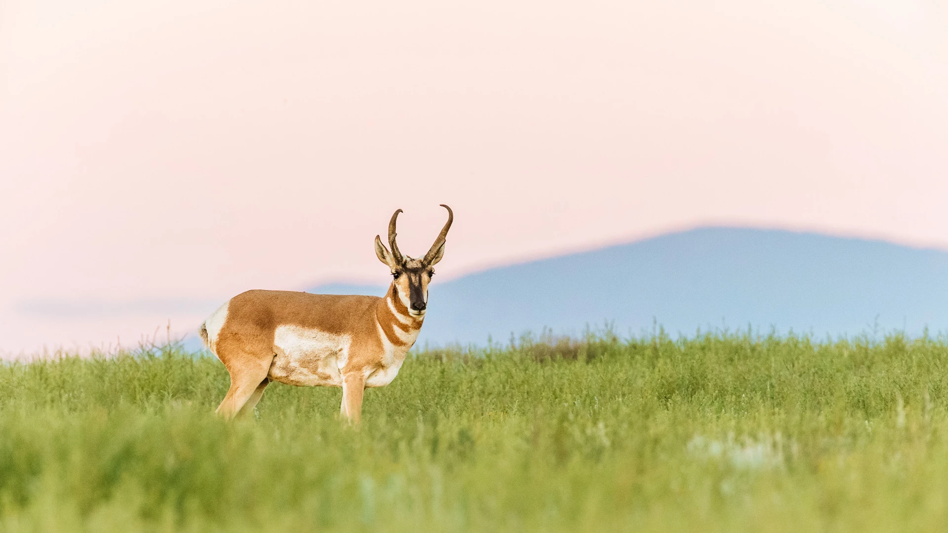 an animal standing in a field