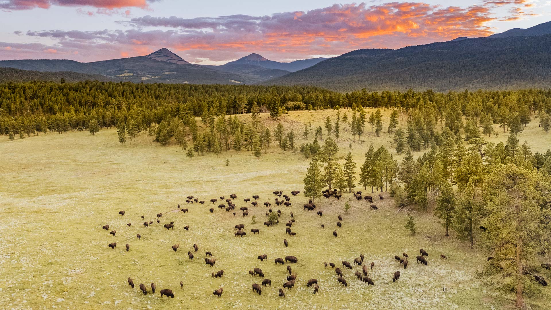 A group of Castle Rock bison grazing