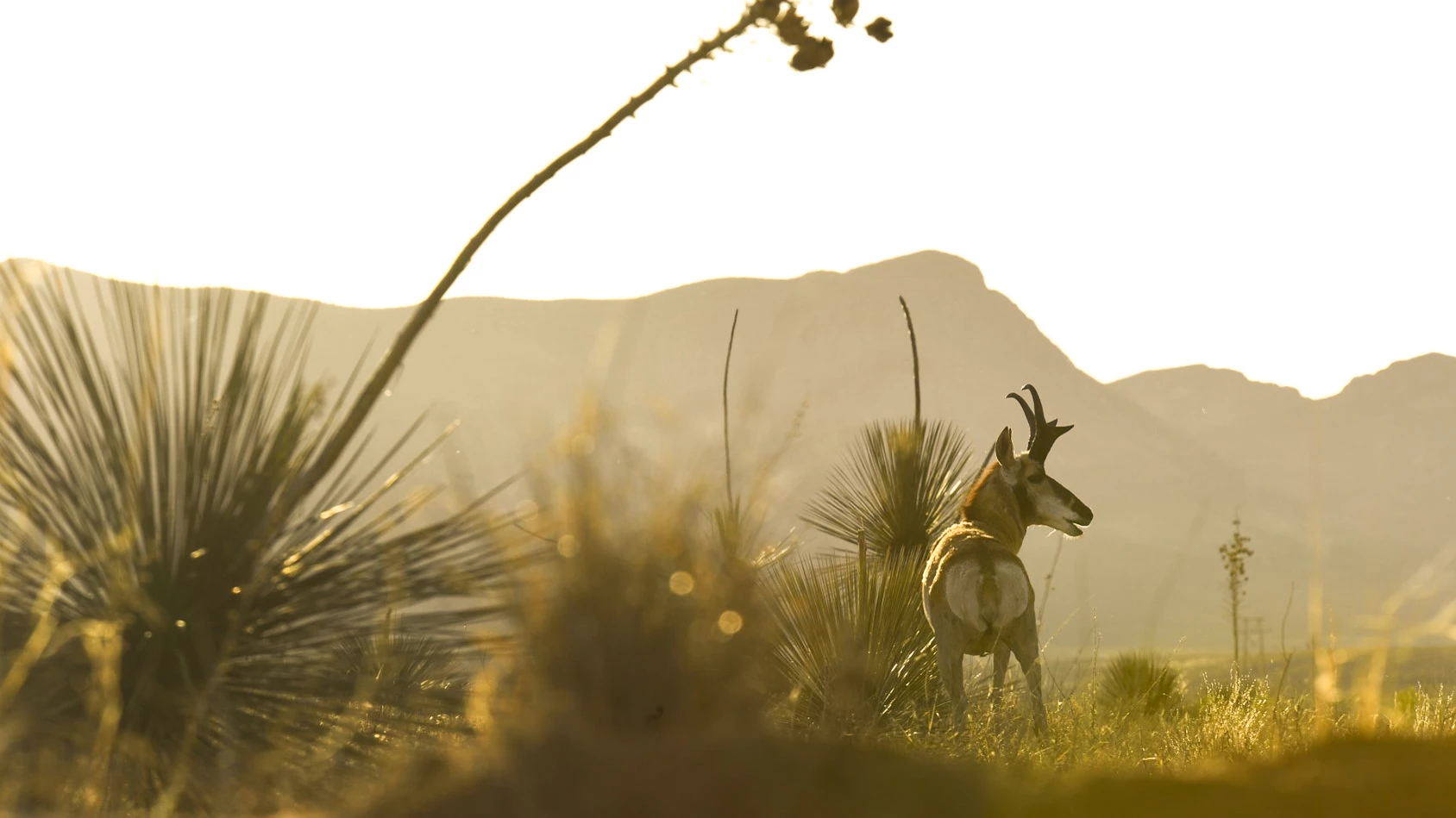 a deer in a field
