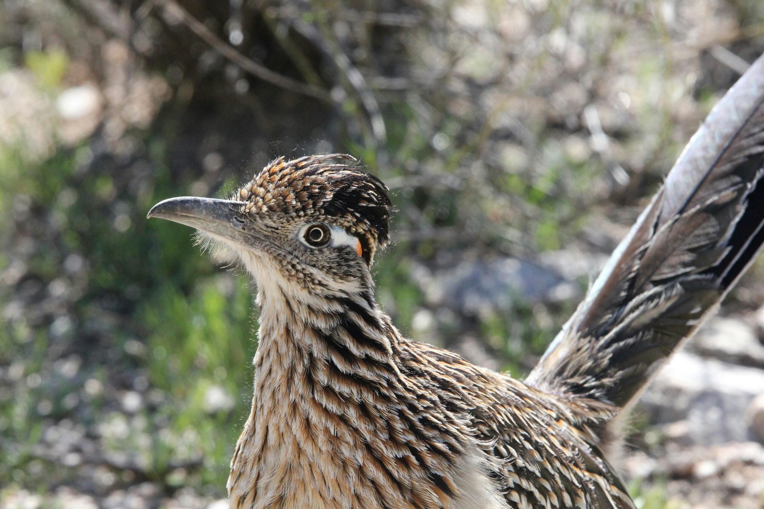 a bird standing in the grass