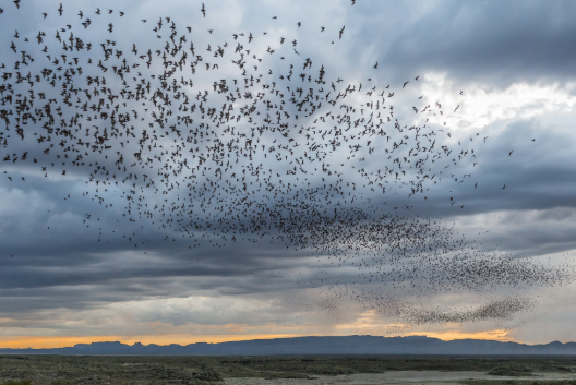 a large flock of birds flying over a field