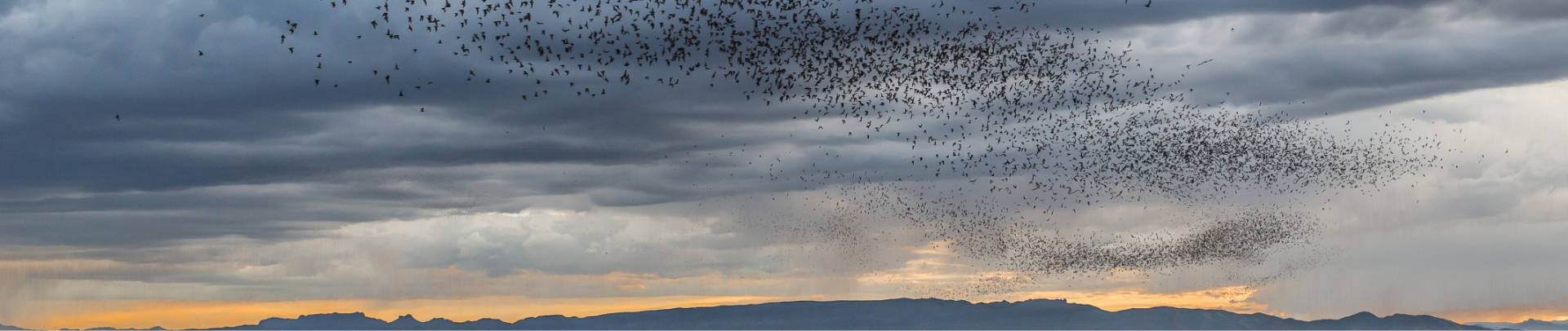 a large flock of birds in the sky