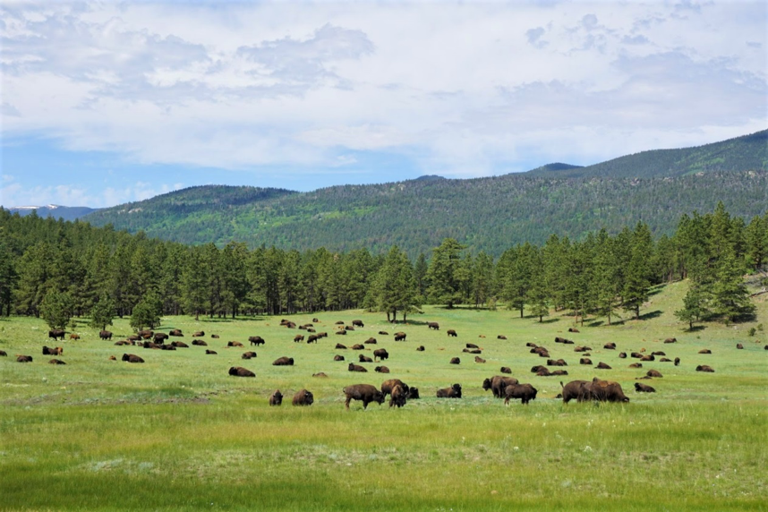a large group of buffalo grazing in a grassy field