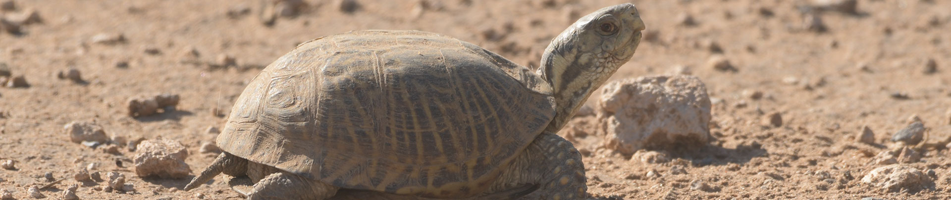 a bolson tortoise on the ground