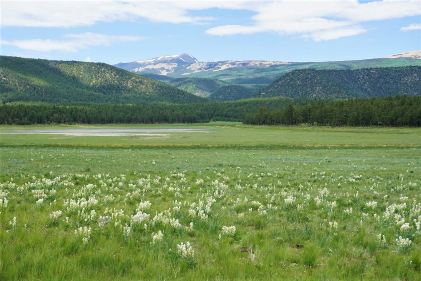 a field of flowers and trees